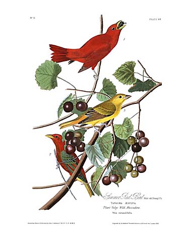 Summer Tanager